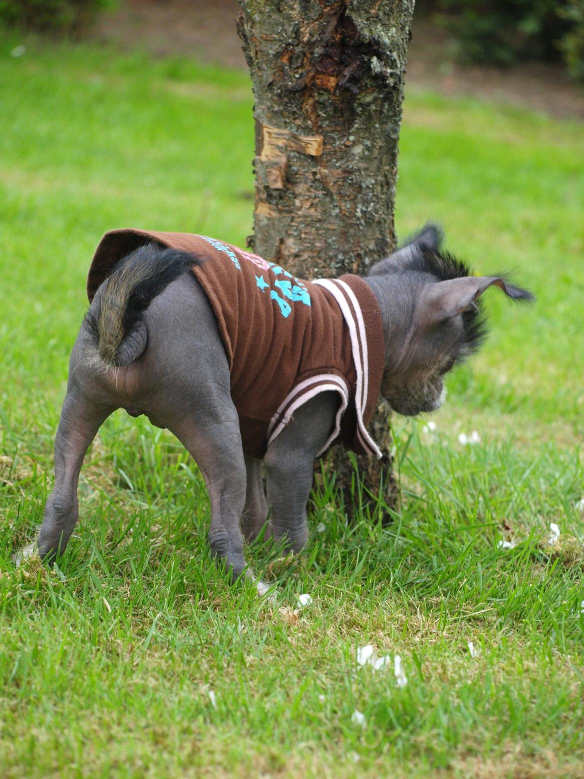 Chinese crested hårløs Kato <3 billede 6
