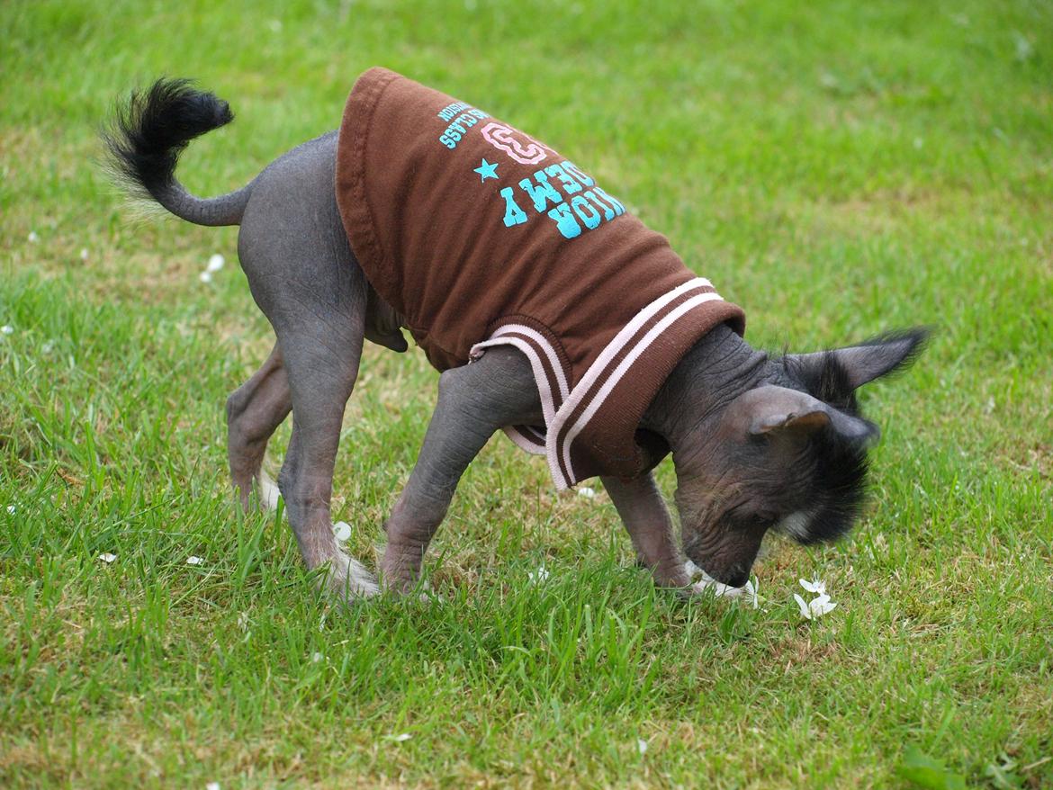 Chinese crested hårløs Kato <3 billede 7