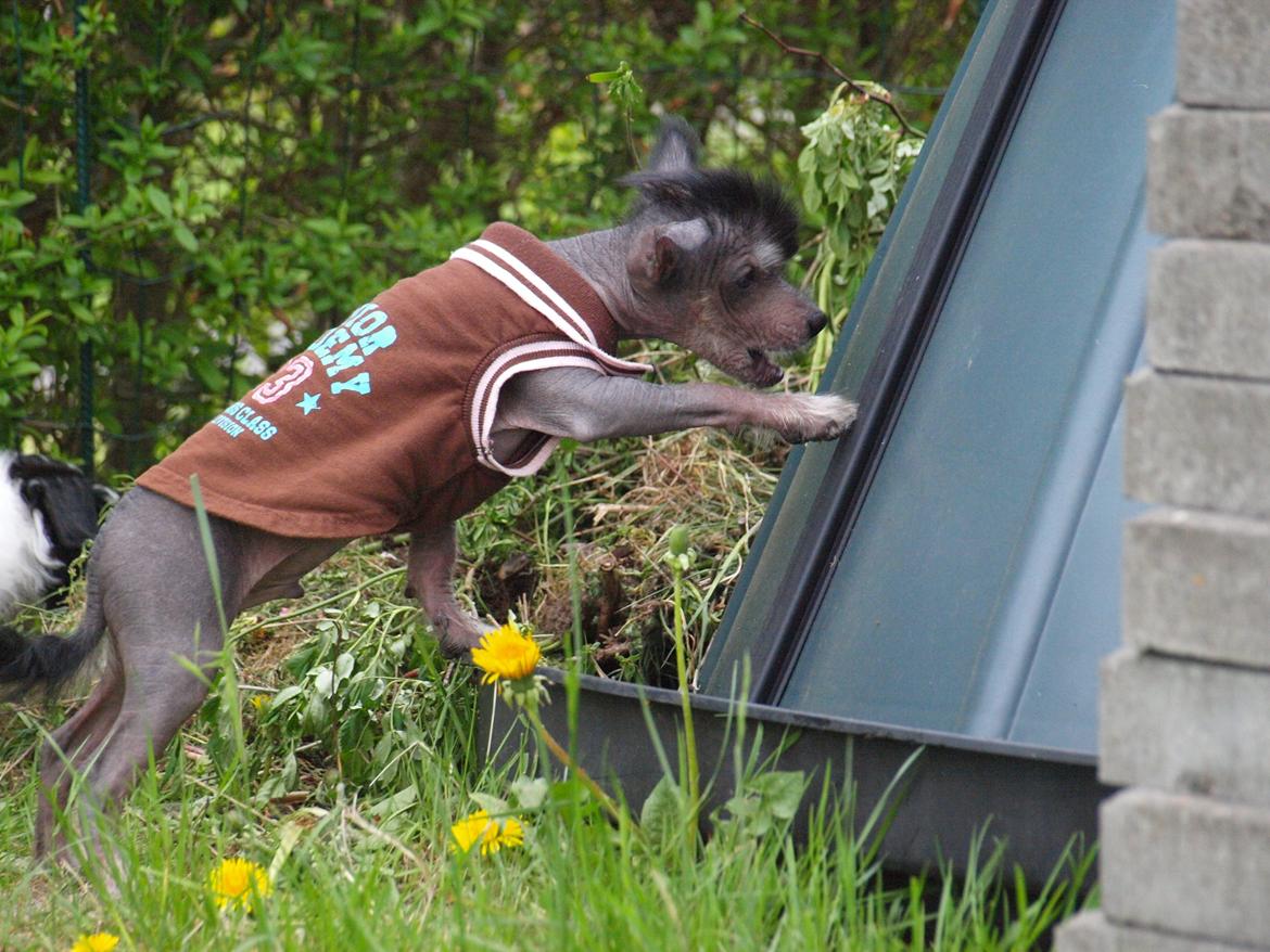 Chinese crested hårløs Kato <3 billede 8
