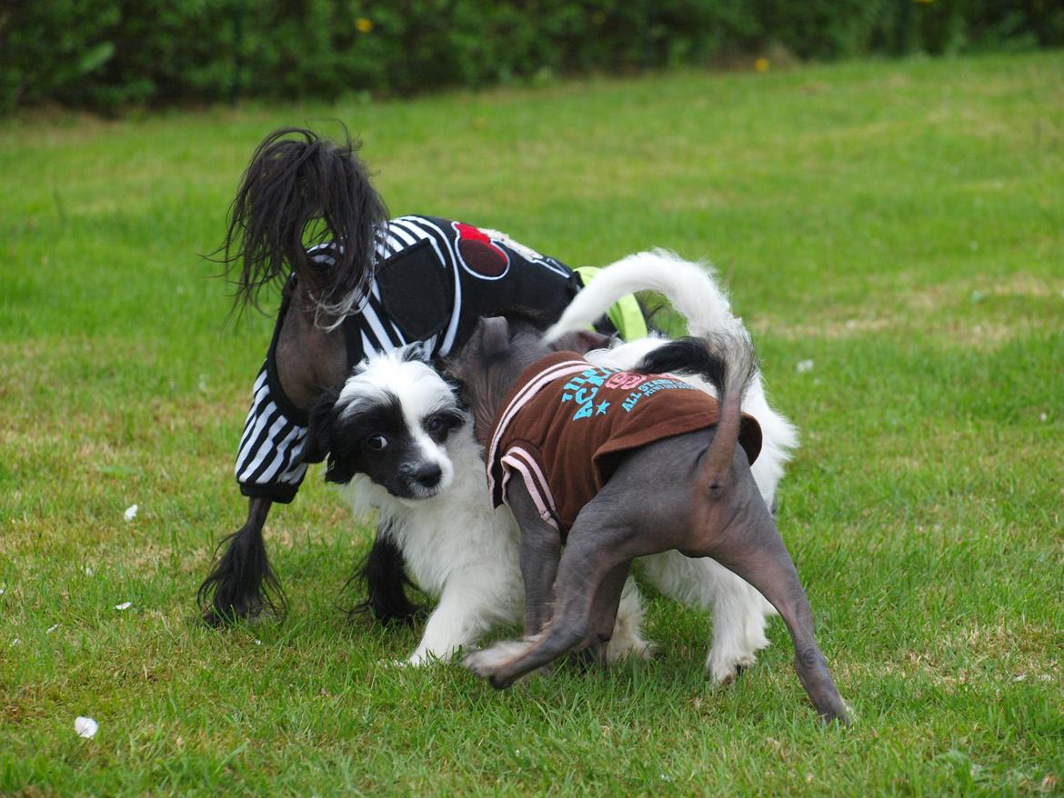 Chinese crested hårløs Kato <3 billede 9