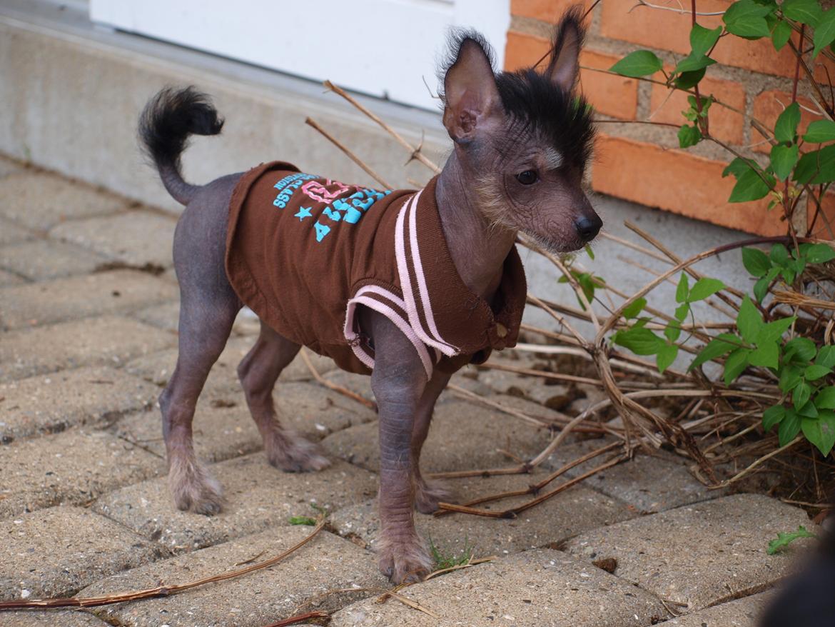 Chinese crested hårløs Kato <3 billede 10