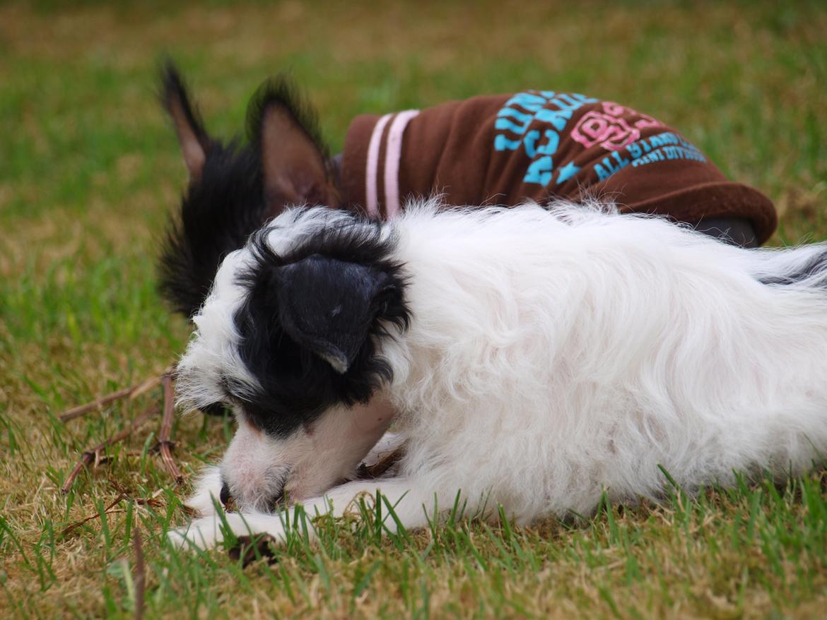 Chinese crested hårløs Kato <3 billede 11