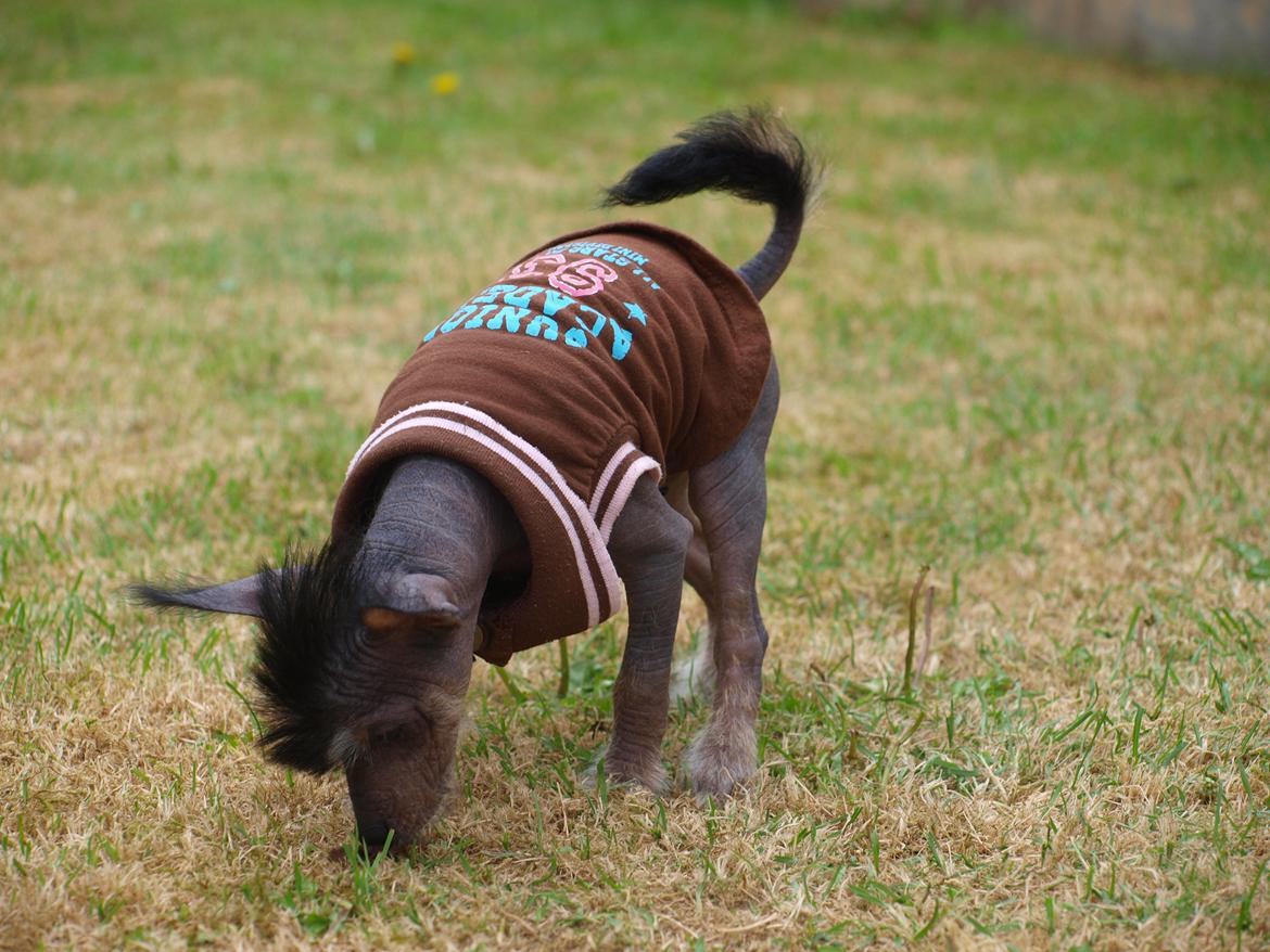 Chinese crested hårløs Kato <3 billede 12
