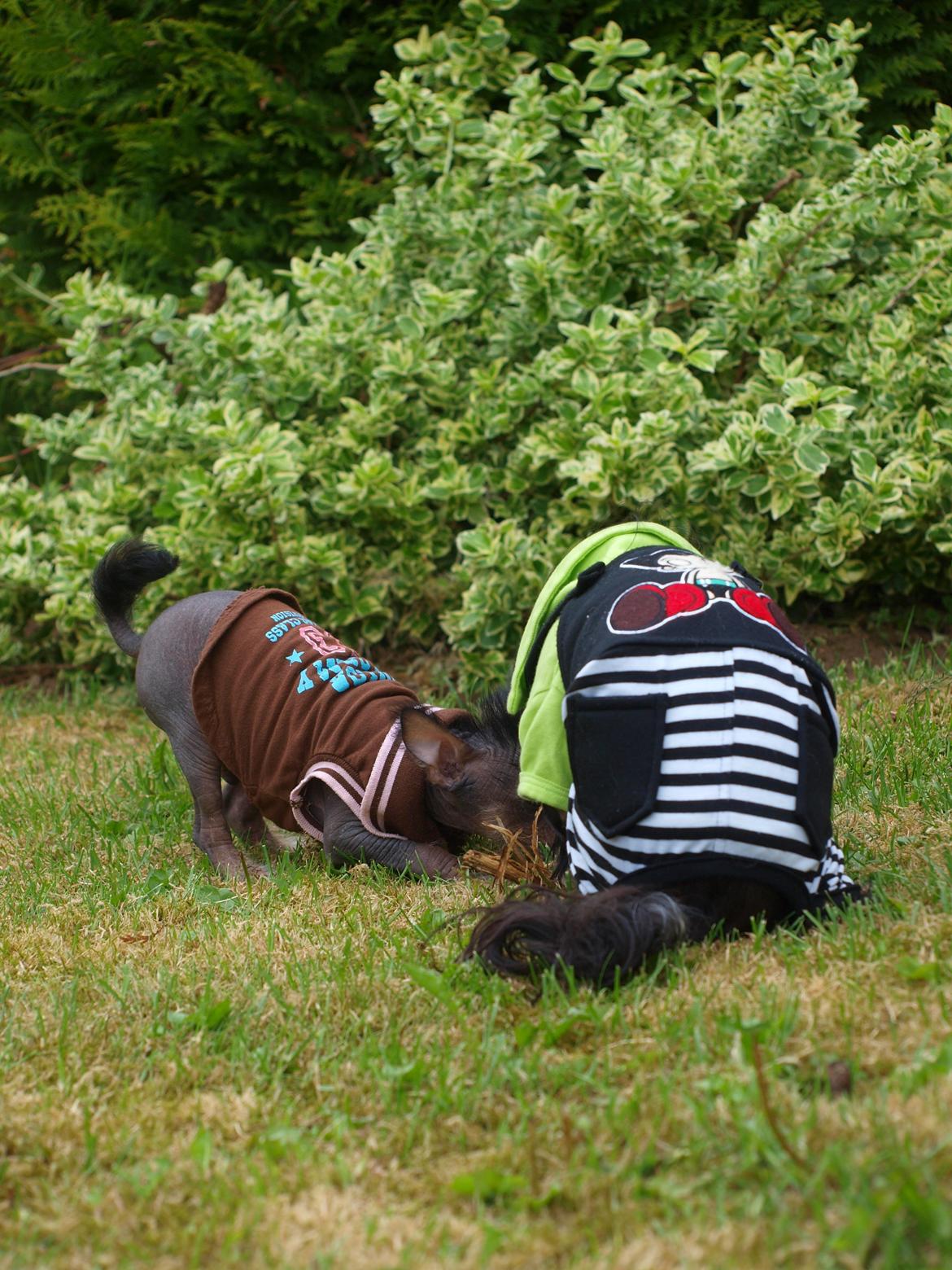 Chinese crested hårløs Kato <3 billede 13