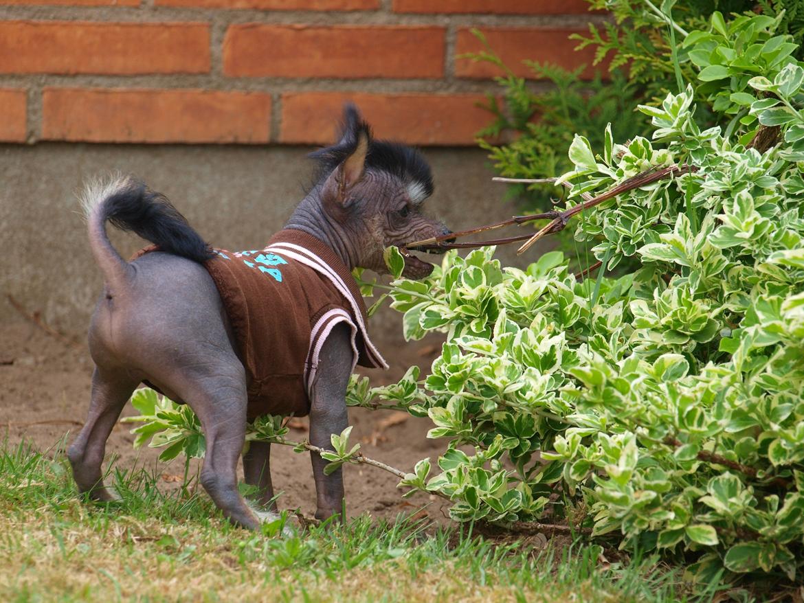 Chinese crested hårløs Kato <3 billede 14