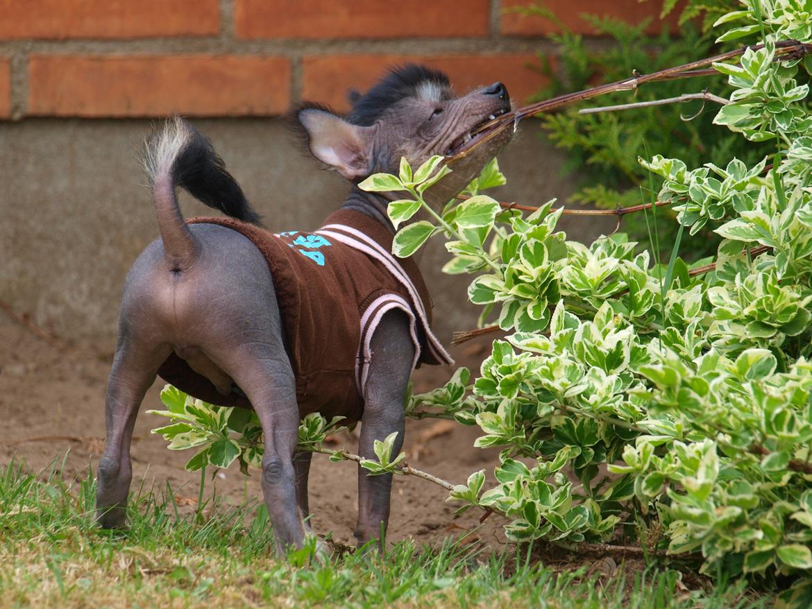 Chinese crested hårløs Kato <3 billede 15
