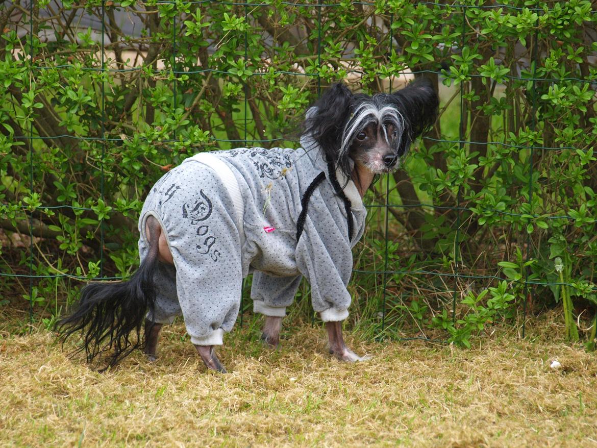 Chinese crested hårløs Kajser <3 billede 11