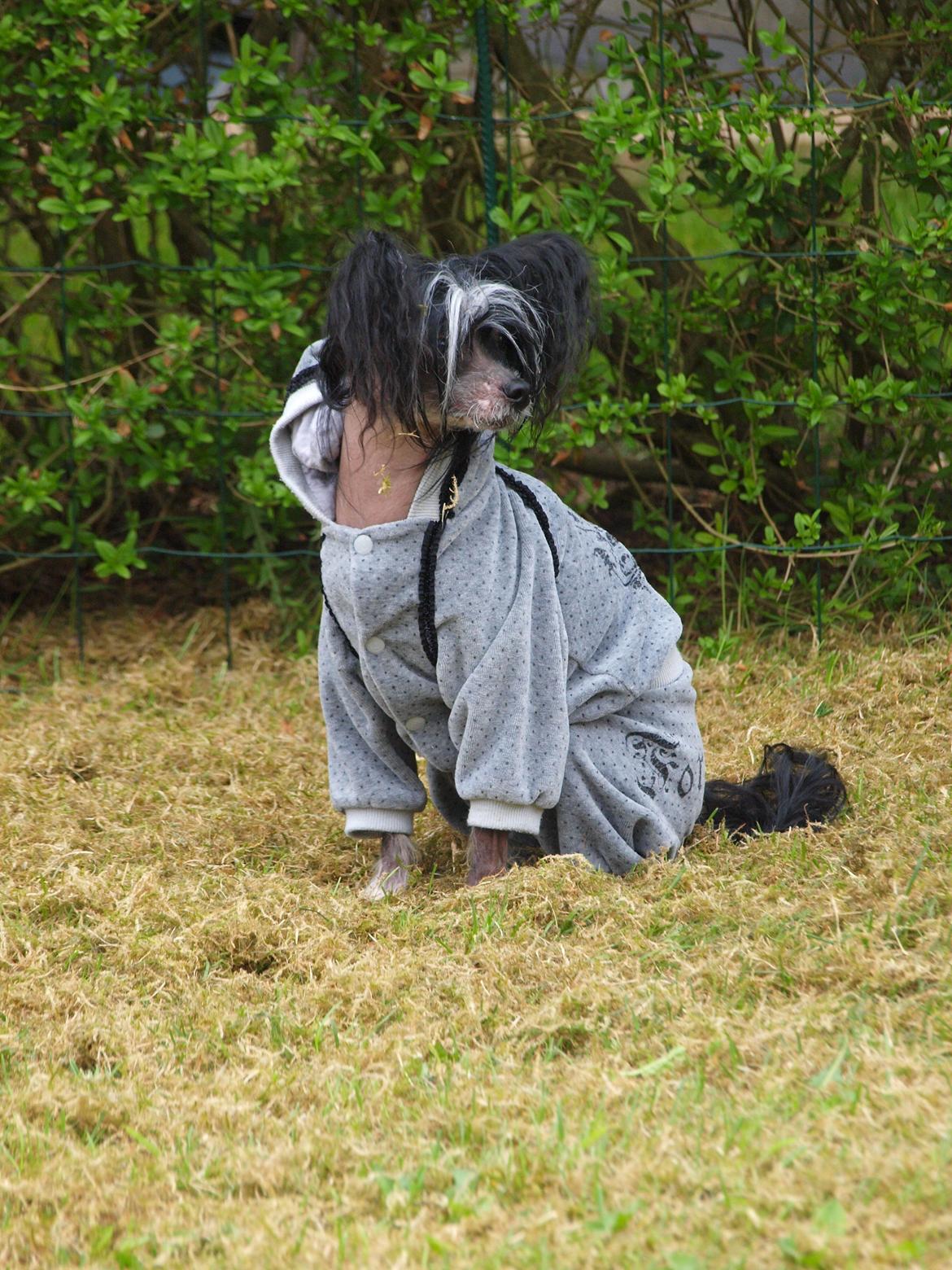 Chinese crested hårløs Kajser <3 billede 12