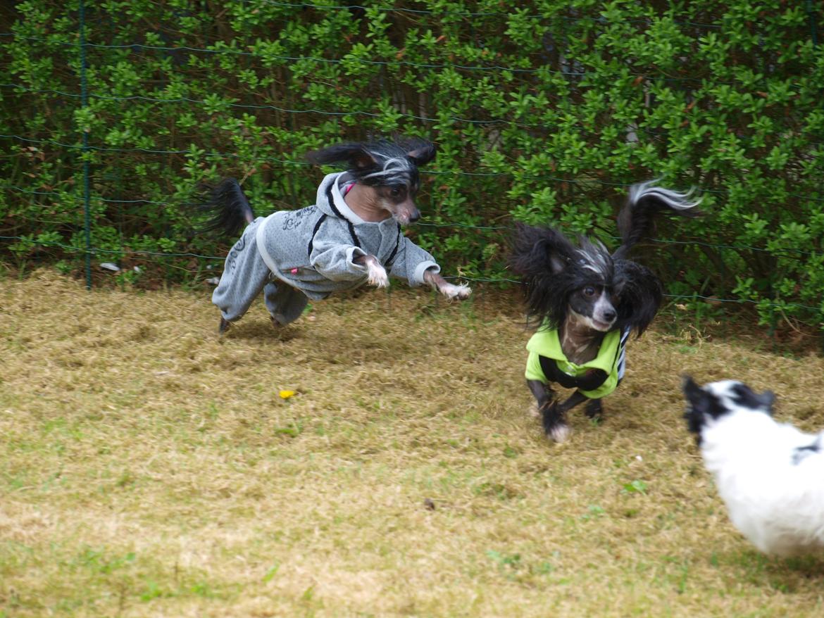 Chinese crested hårløs Kajser <3 billede 13