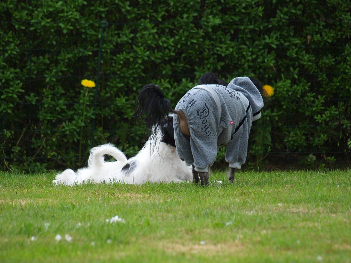 Chinese crested hårløs Kajser <3 billede 14