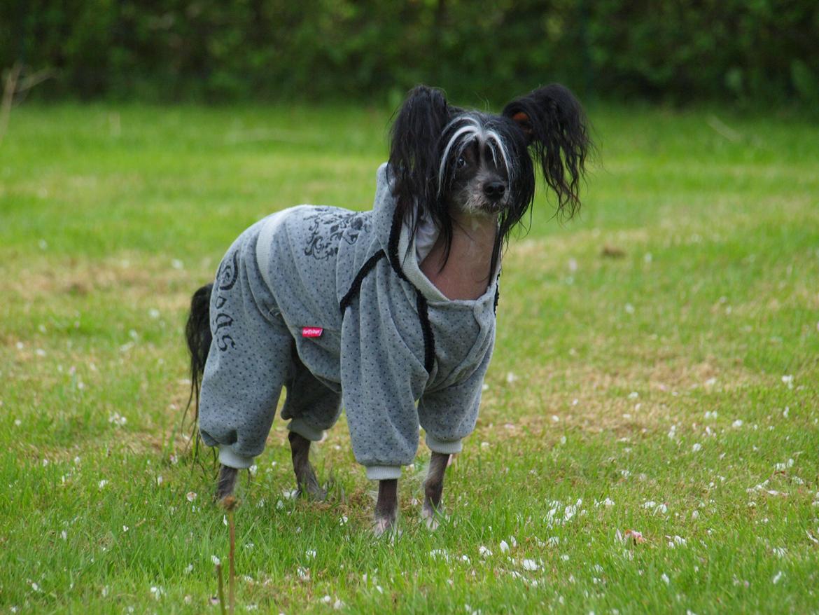 Chinese crested hårløs Kajser <3 billede 1