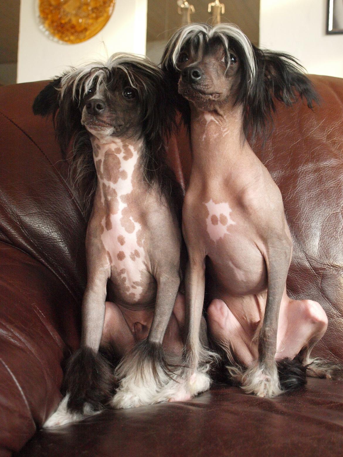 Chinese crested hårløs Kajser <3 billede 15