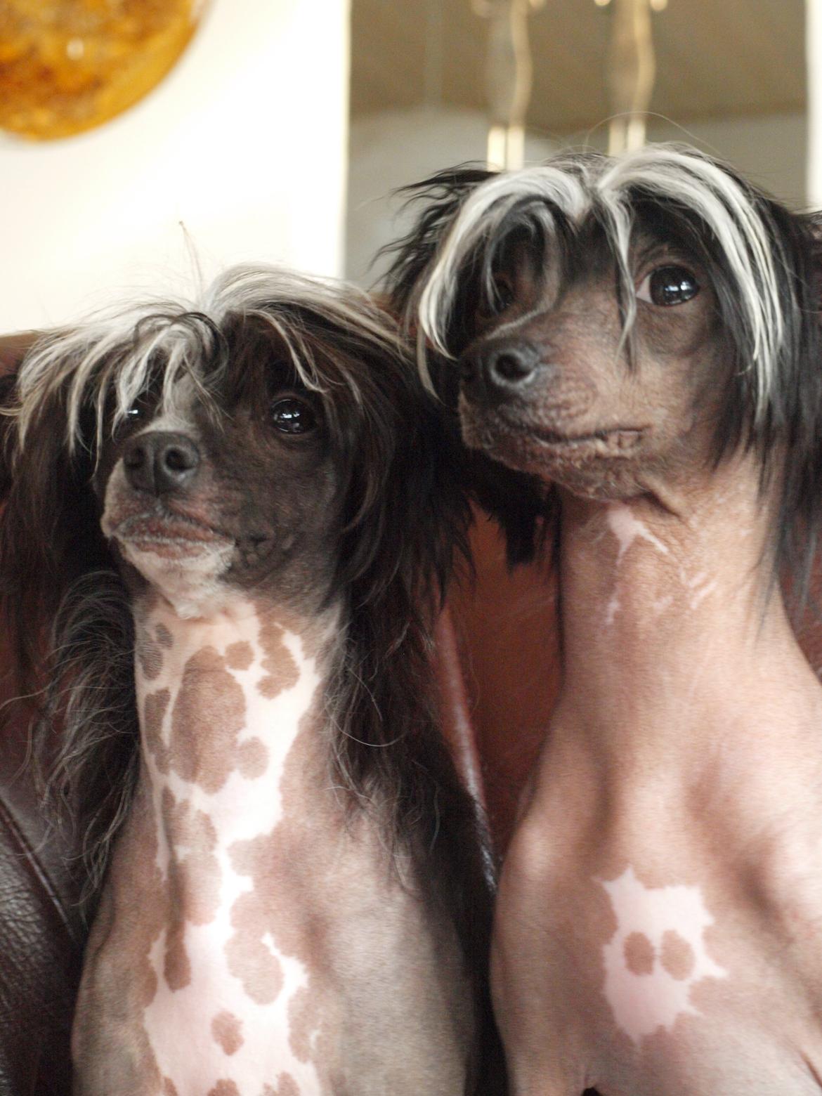 Chinese crested hårløs Kajser <3 billede 16