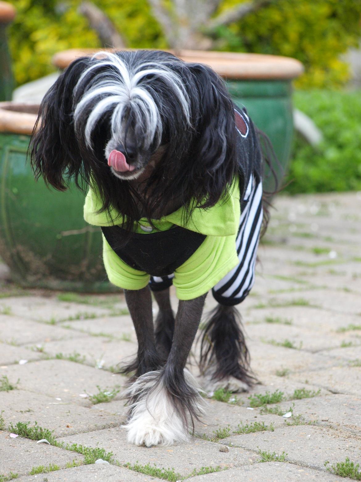 Chinese crested hårløs Misella´s Rex <3 billede 14