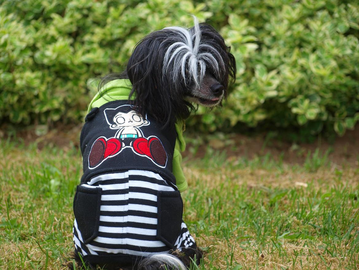 Chinese crested hårløs Misella´s Rex <3 billede 16