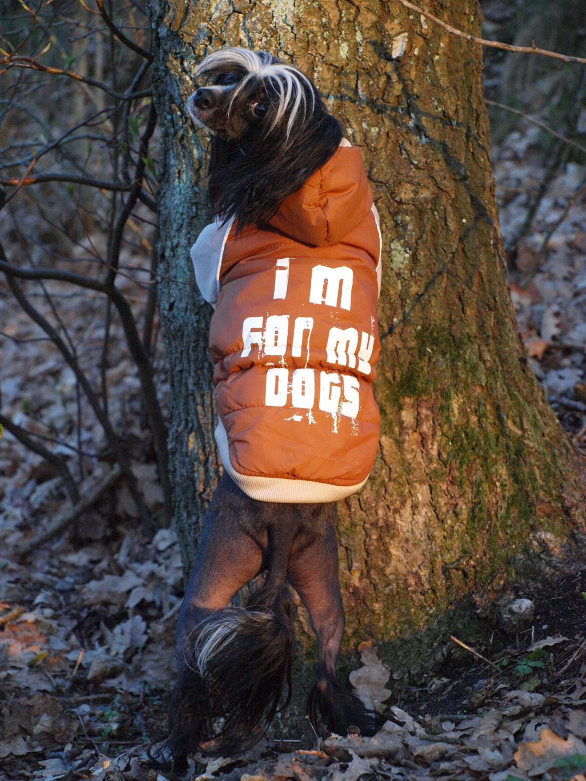 Chinese crested hårløs Misella´s Rex <3 billede 17