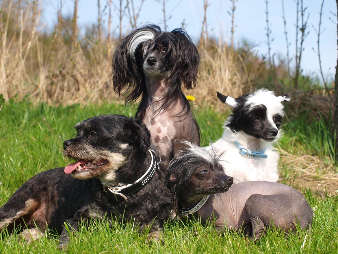 Chinese crested hårløs Misella´s Rex <3 billede 18