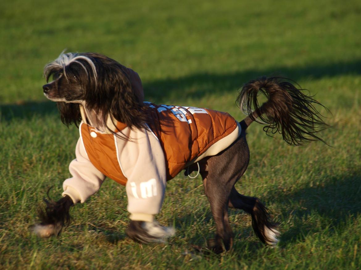 Chinese crested hårløs Misella´s Rex <3 billede 19