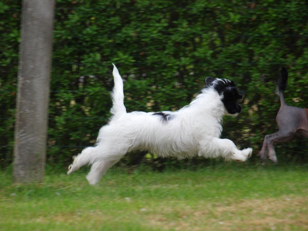 Chinese crested powder puff Solino´s designed by destiny "Milo" <3 billede 12
