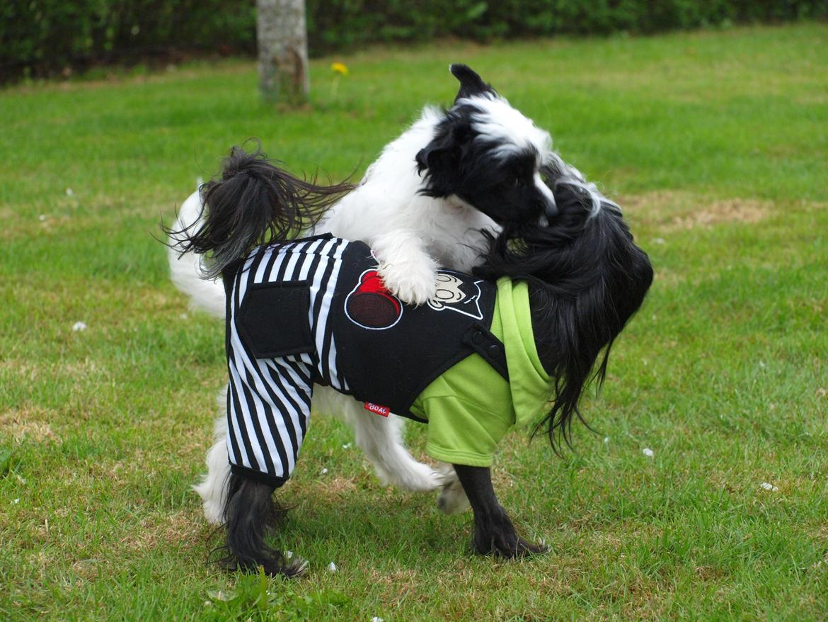 Chinese crested powder puff Solino´s designed by destiny "Milo" <3 billede 13