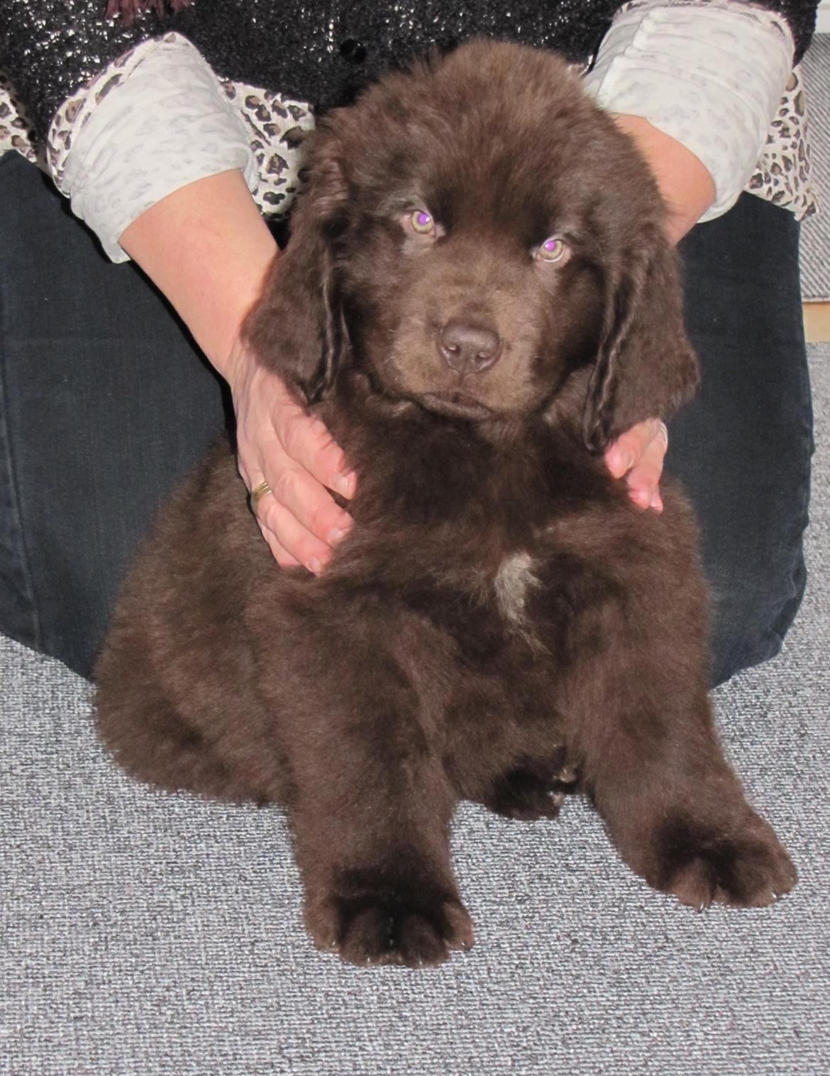 Newfoundlænder Baune, Newetta's Knockout in Brown billede 2