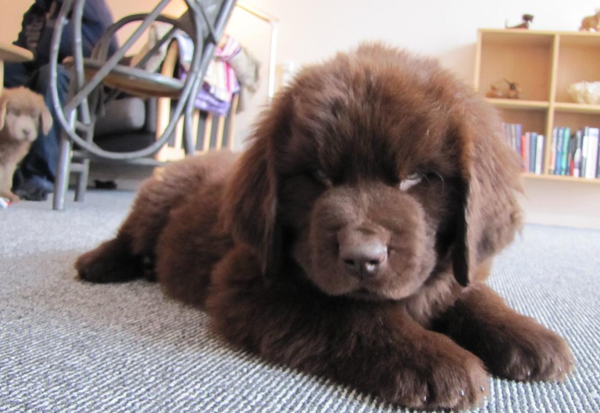 Newfoundlænder Baune, Newetta's Knockout in Brown billede 3