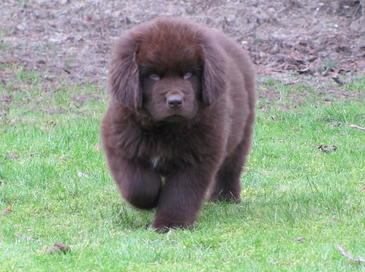 Newfoundlænder Baune, Newetta's Knockout in Brown billede 1