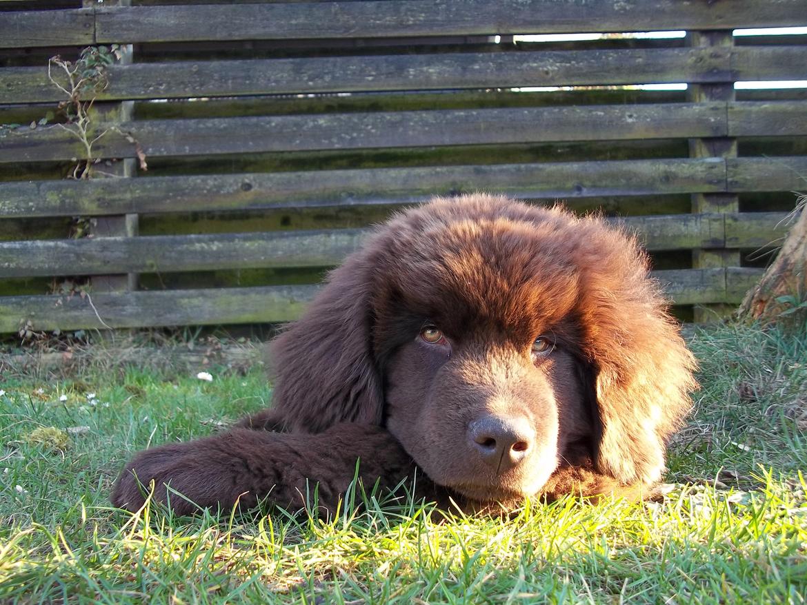 Newfoundlænder Baune, Newetta's Knockout in Brown billede 5