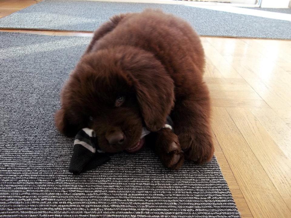 Newfoundlænder Baune, Newetta's Knockout in Brown billede 4