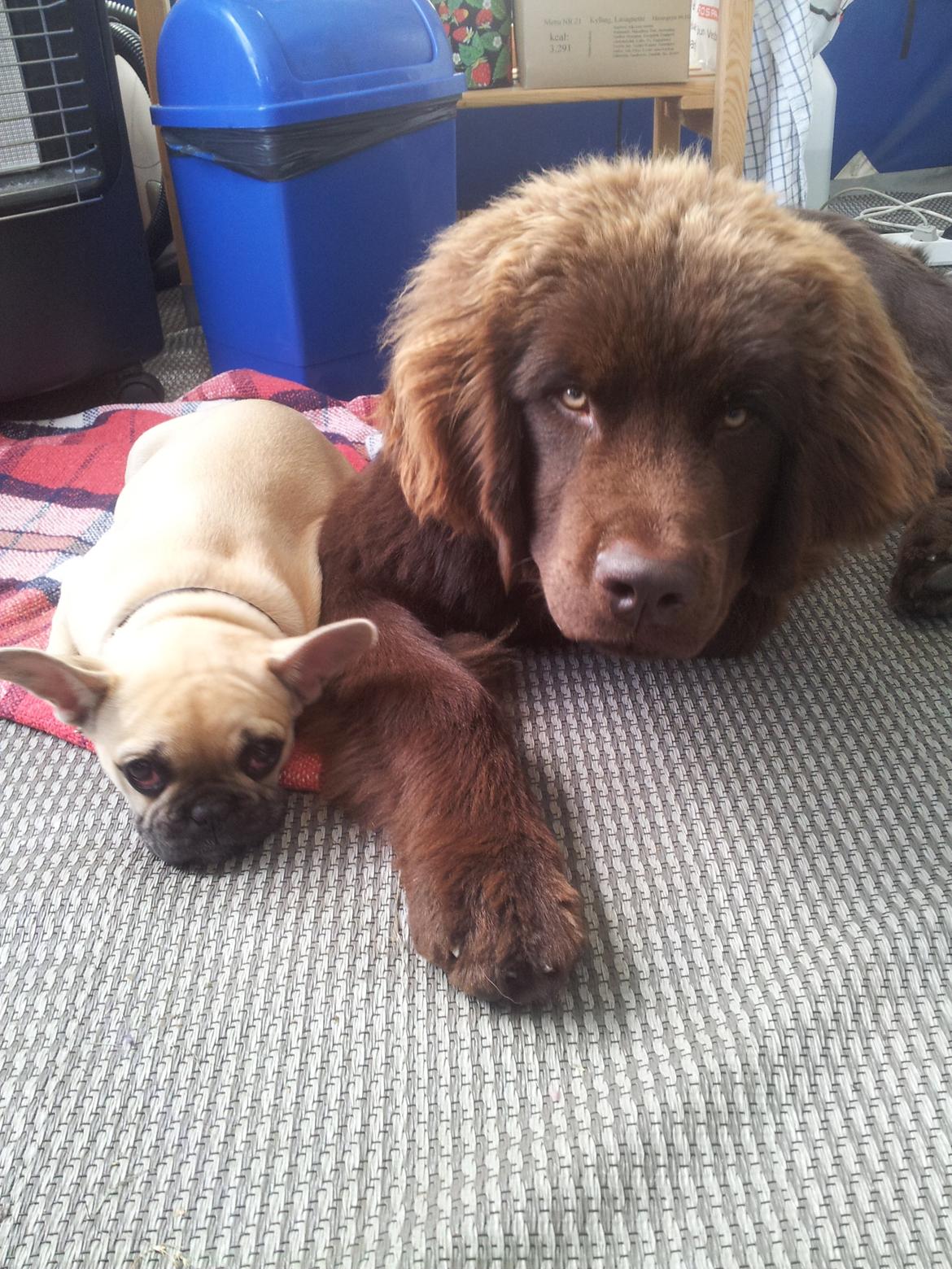 Newfoundlænder Baune, Newetta's Knockout in Brown billede 7