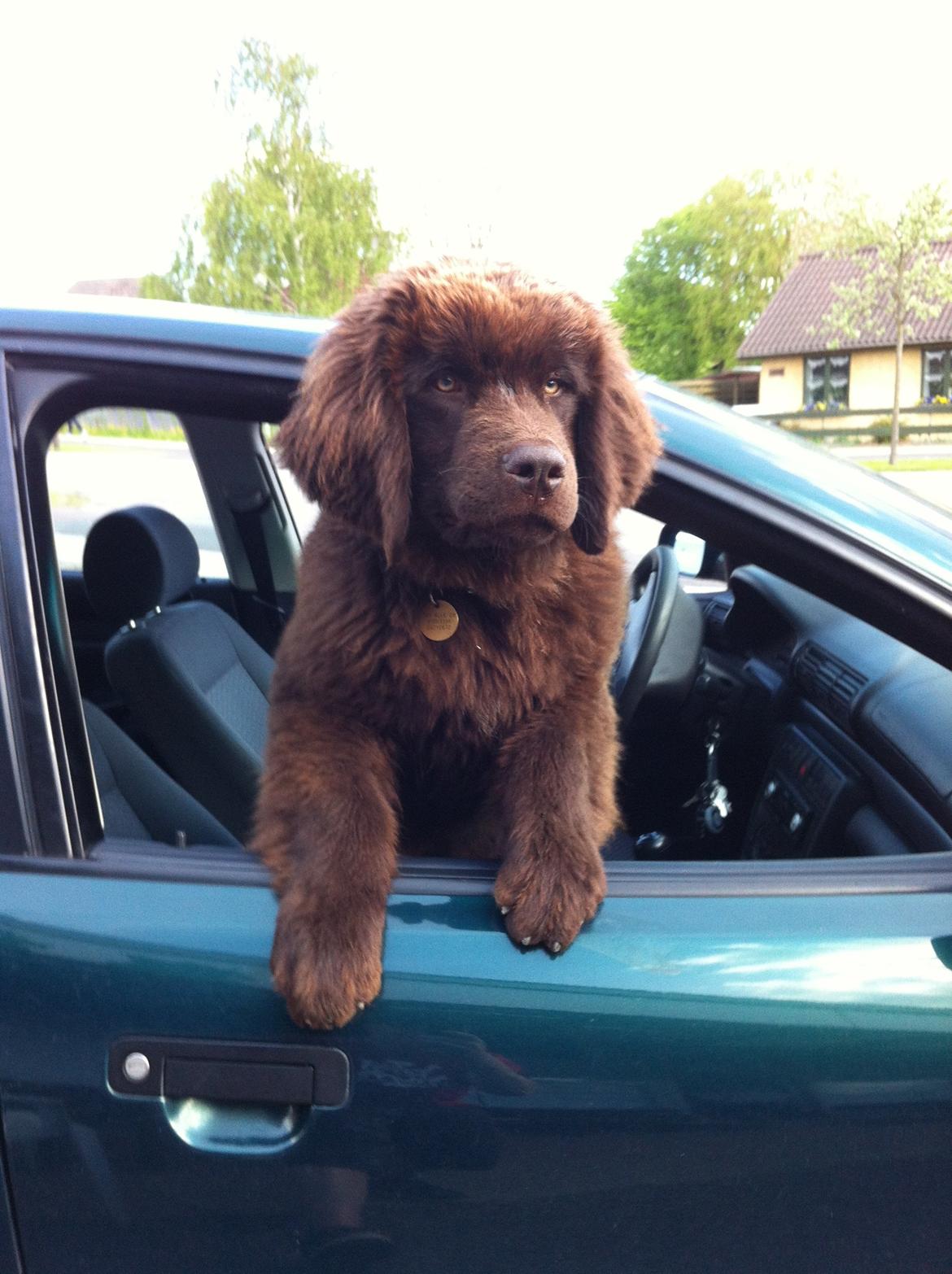 Newfoundlænder Baune, Newetta's Knockout in Brown billede 8