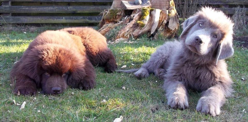 Newfoundlænder Baune, Newetta's Knockout in Brown billede 6