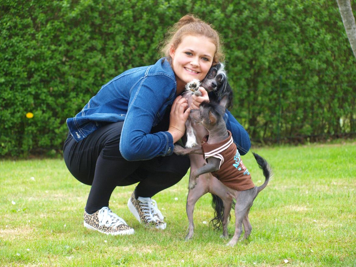 Chinese crested hårløs Kato <3 billede 16