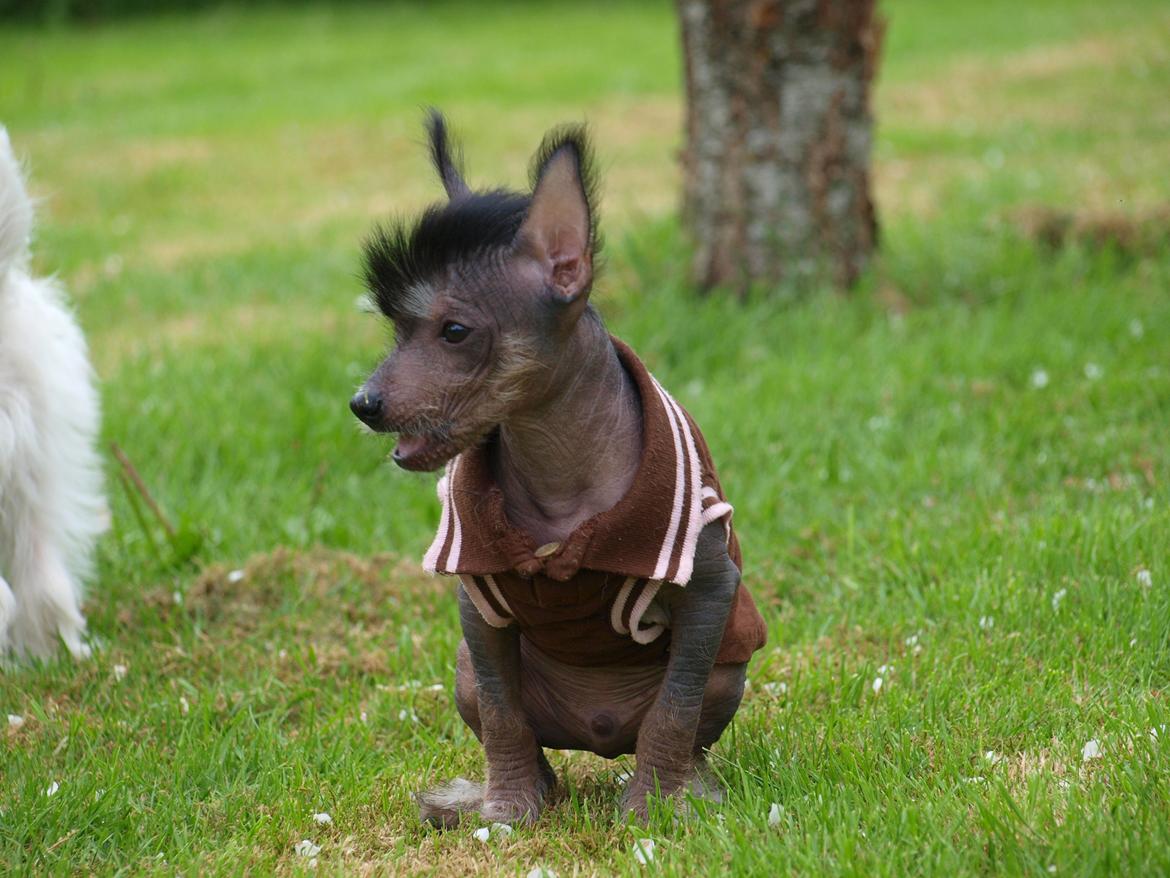 Chinese crested hårløs Kato <3 billede 17