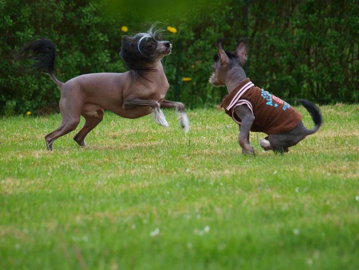 Chinese crested hårløs Kato <3 billede 18