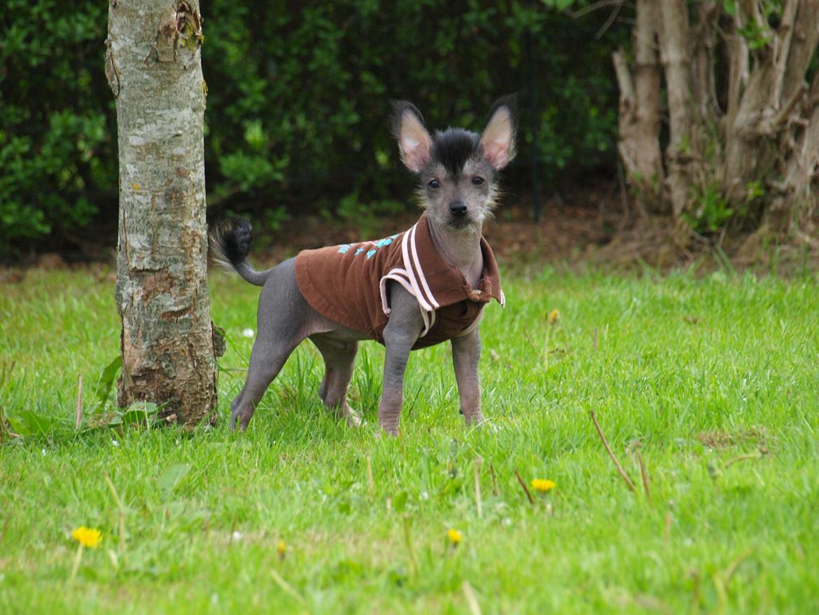 Chinese crested hårløs Kato <3 billede 19