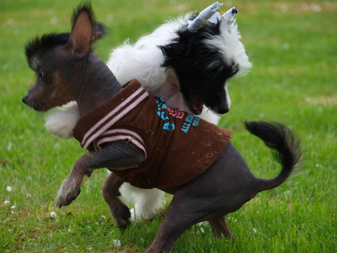 Chinese crested hårløs Kato <3 billede 20