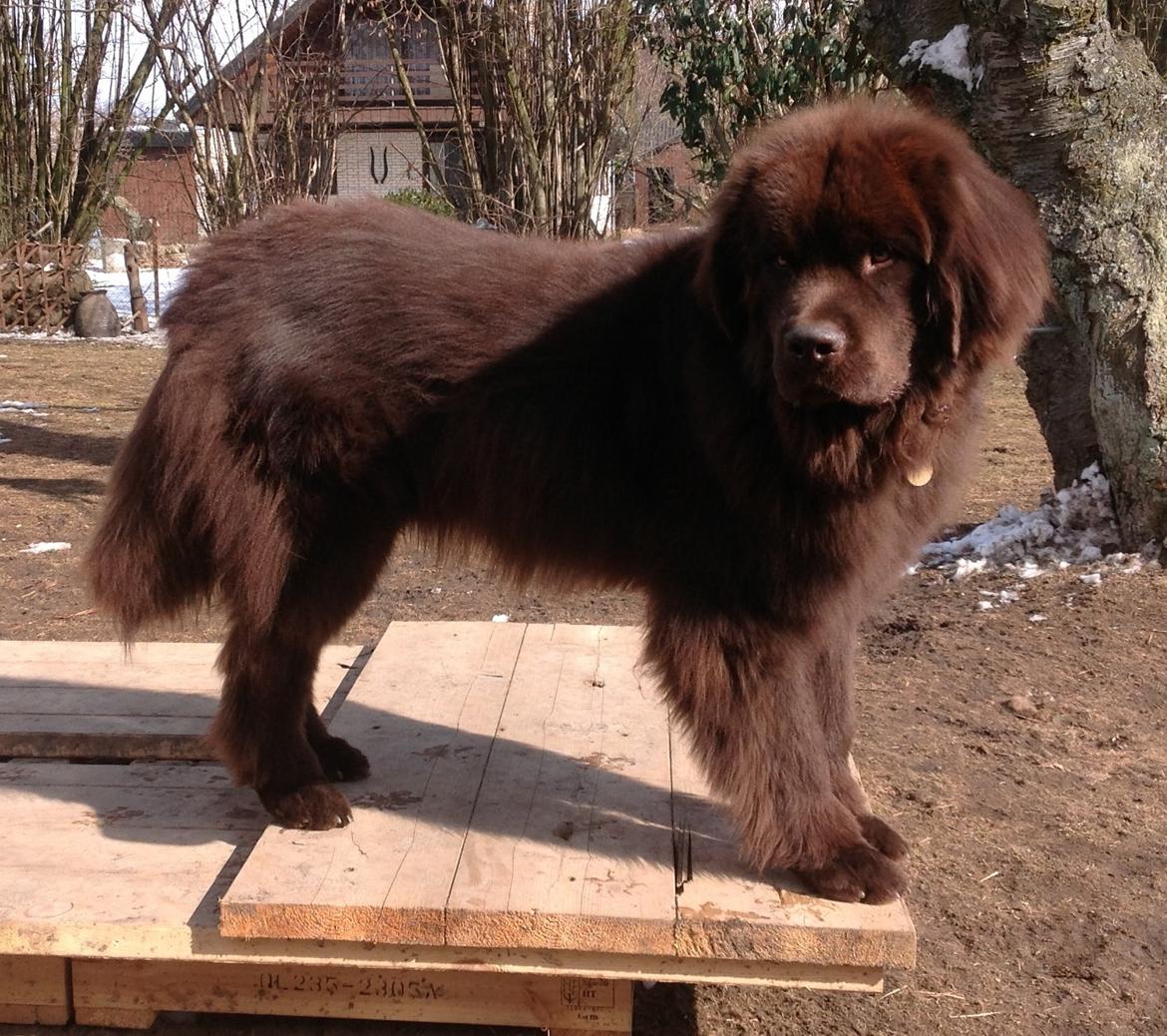 Newfoundlænder Baune, Newetta's Knockout in Brown billede 9