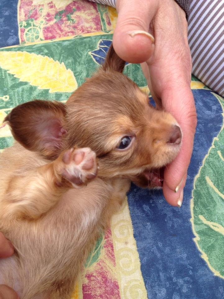 Blanding af racer Molly billede 5