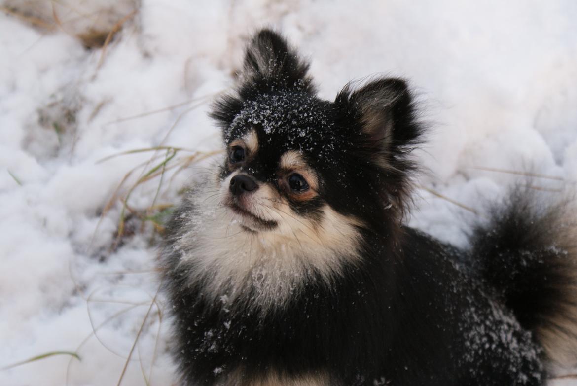 Pomeranian Baby billede 1