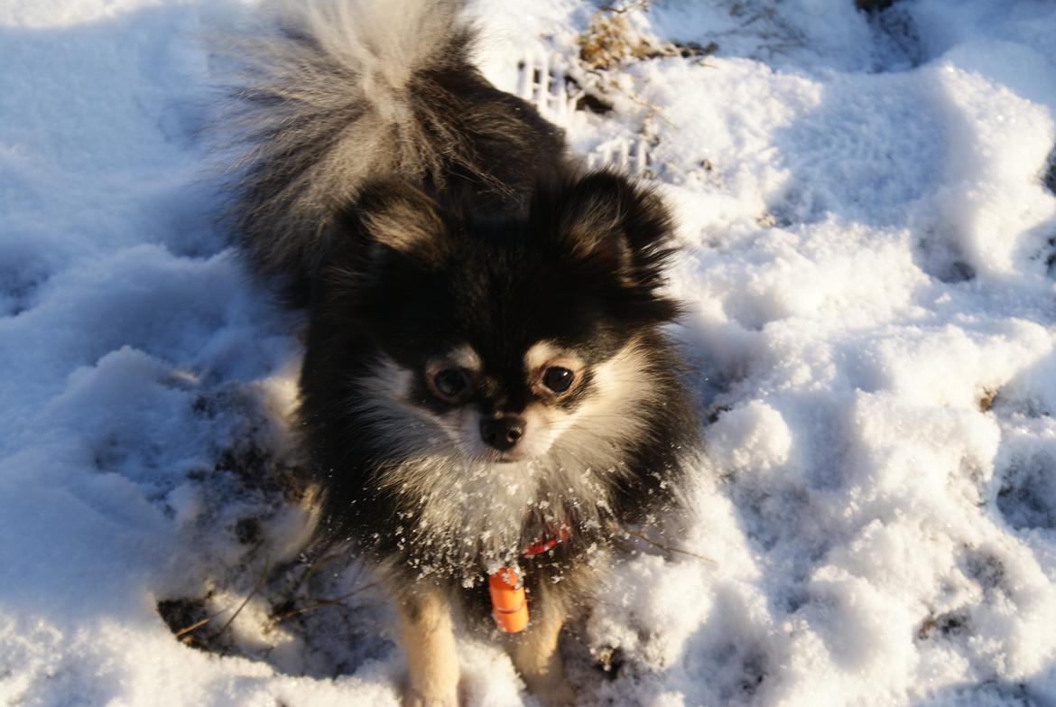 Pomeranian Baby billede 2
