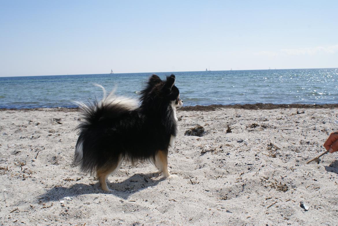 Pomeranian Baby billede 3