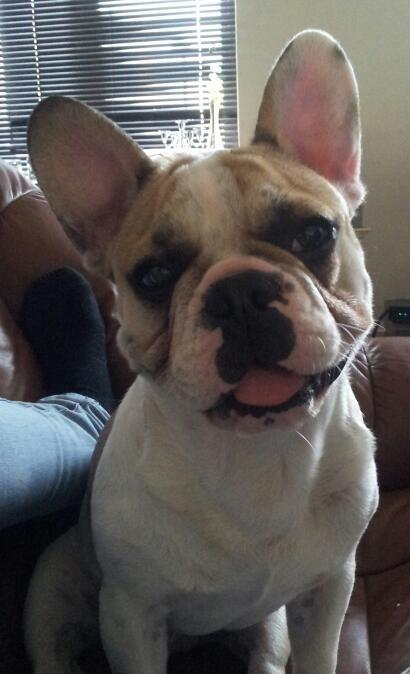 Fransk bulldog Rocco - Rocco 7 måneder billede 8