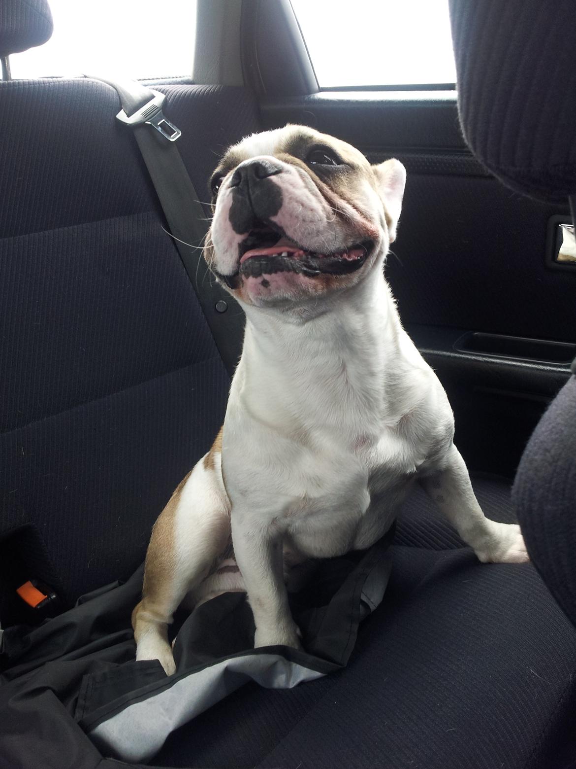 Fransk bulldog Rocco - Rocco 7 måneder billede 9