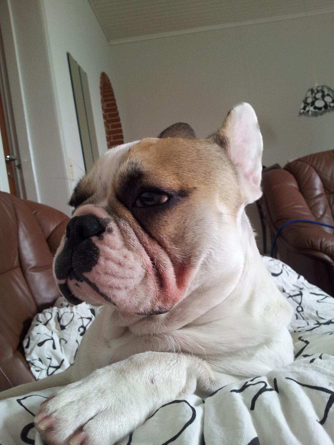 Fransk bulldog Rocco - Rocco 7 måneder billede 14