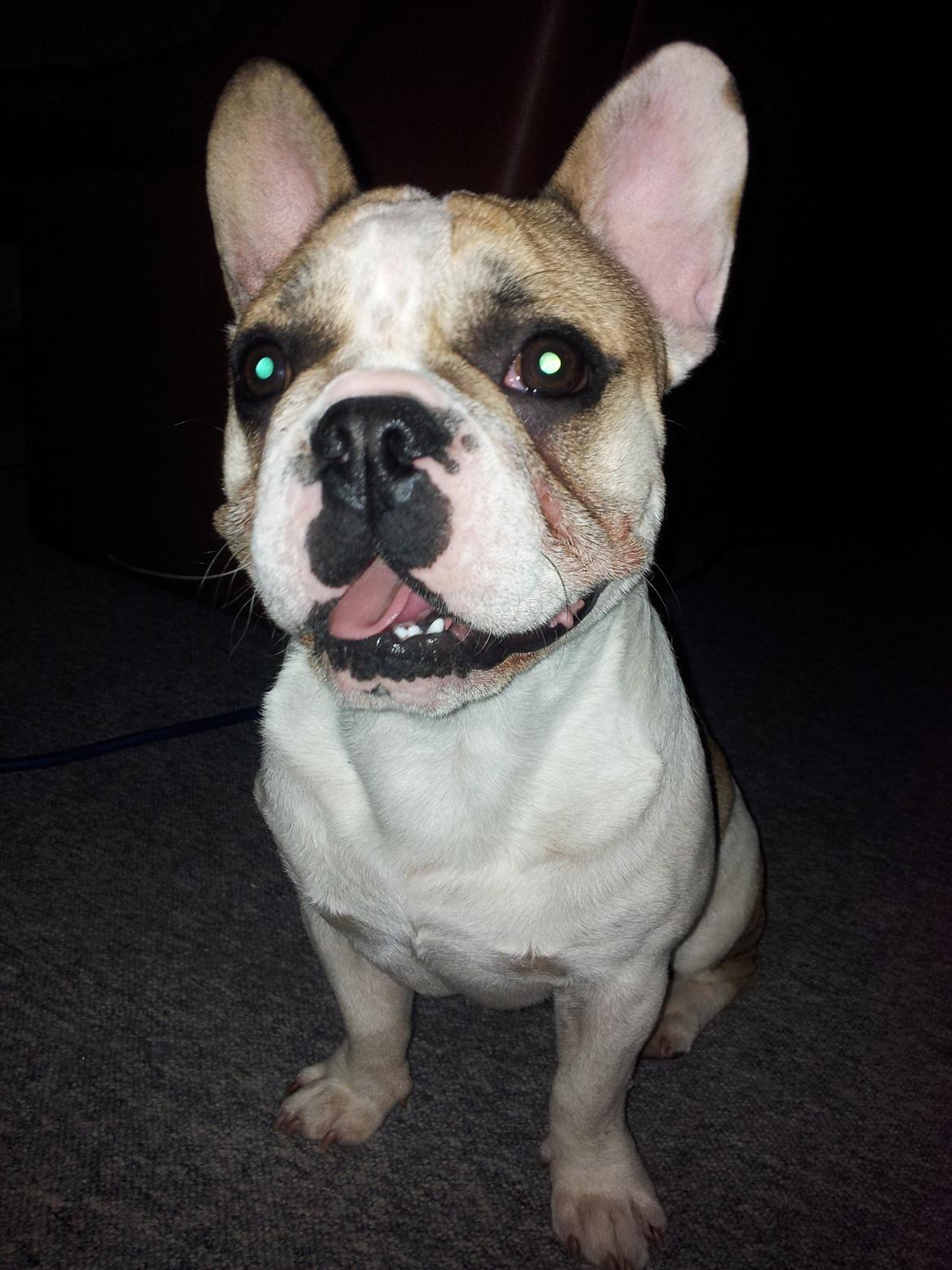 Fransk bulldog Rocco - Rocco 7 måneder billede 2