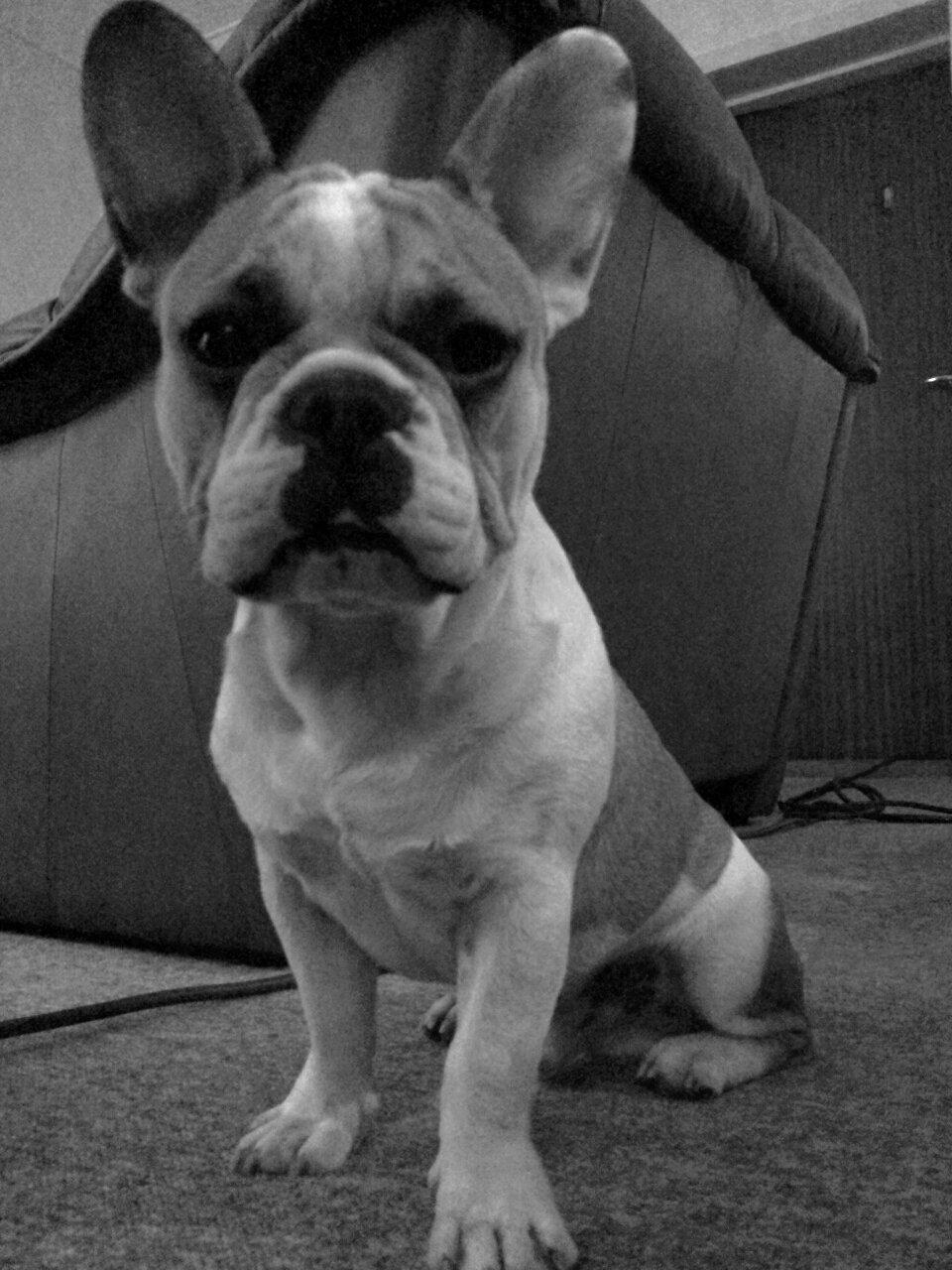 Fransk bulldog Rocco - Rocco 7 måneder billede 10