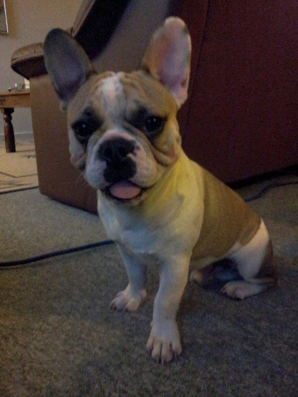 Fransk bulldog Rocco - Rocco 7 måneder billede 11