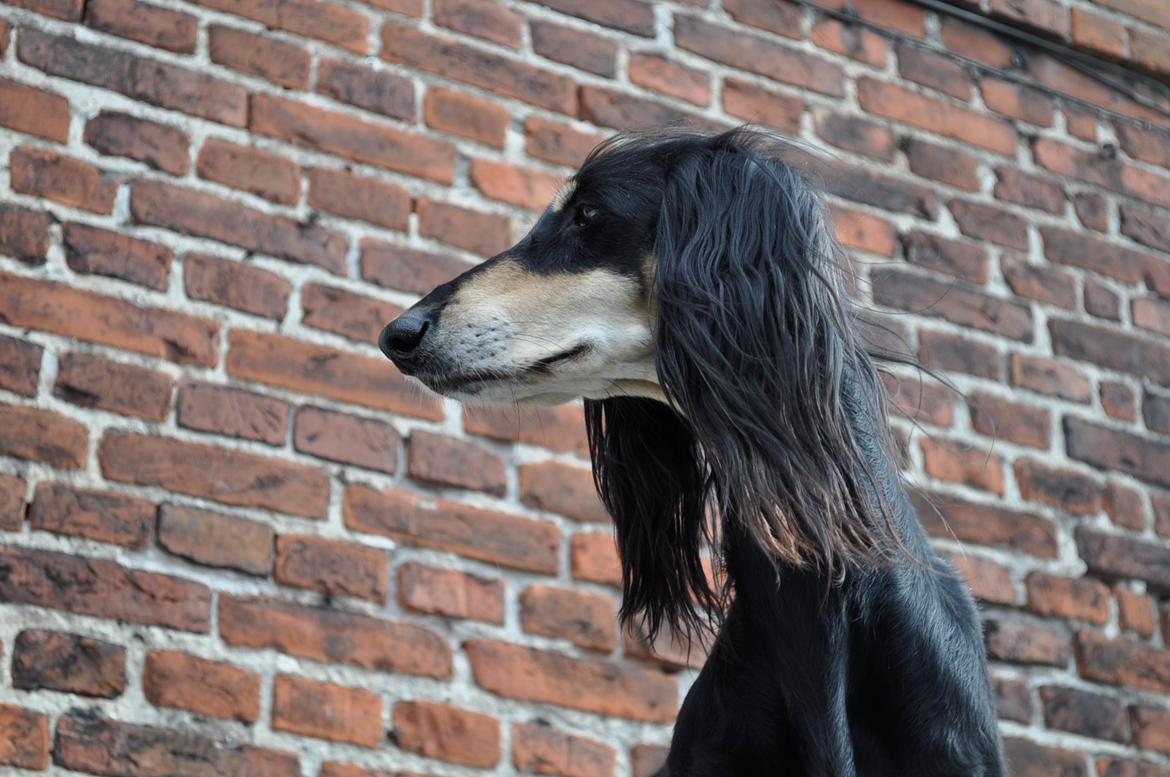 Saluki Kirman Arania billede 11