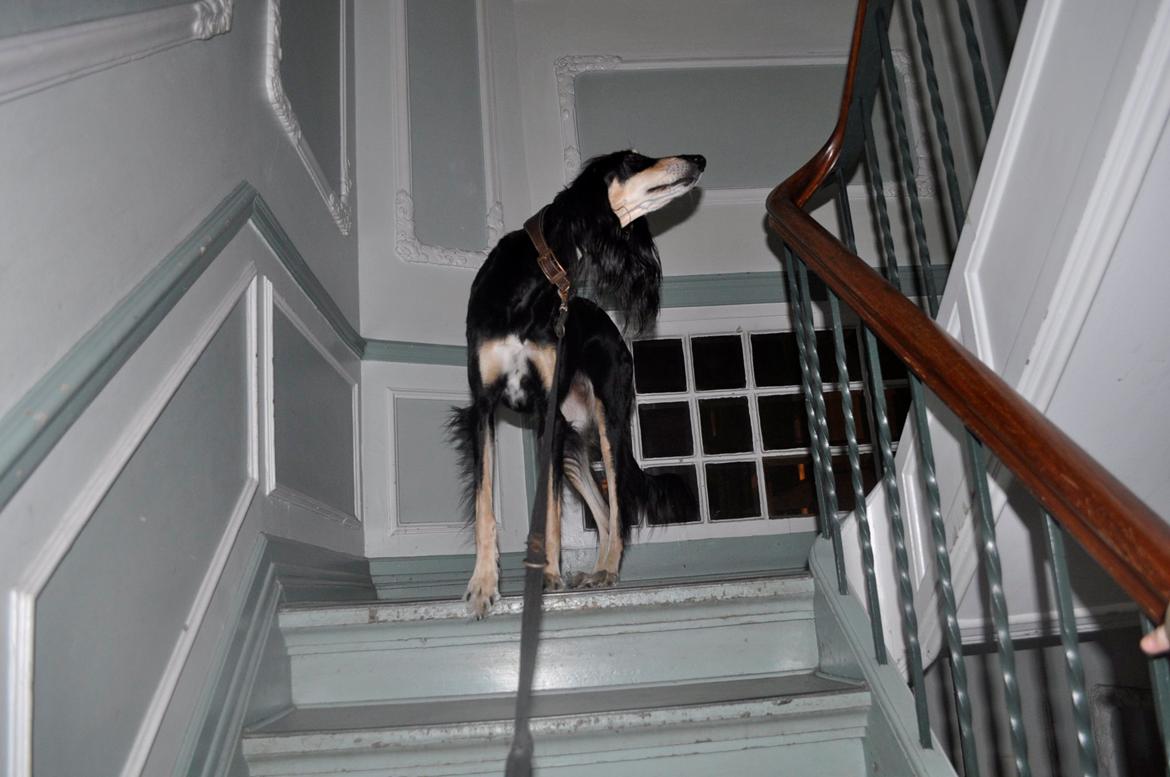 Saluki Kirman Arania - på besøg på Amager:D billede 16